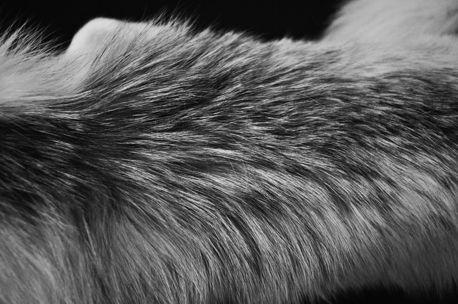 arctic_marble_fox_fur_detail_by_foxycreationsgallery